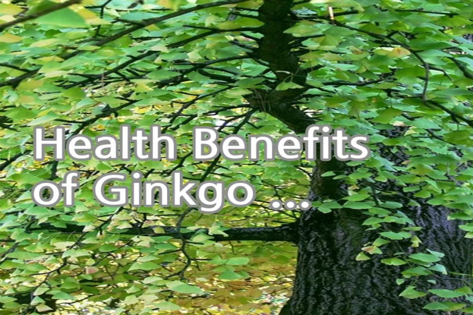 Health Benefits of Ginkgo Biloba