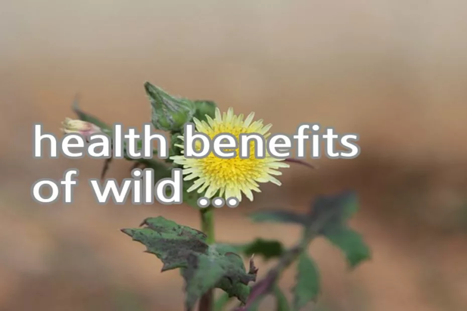 health benefits of wild lettuce