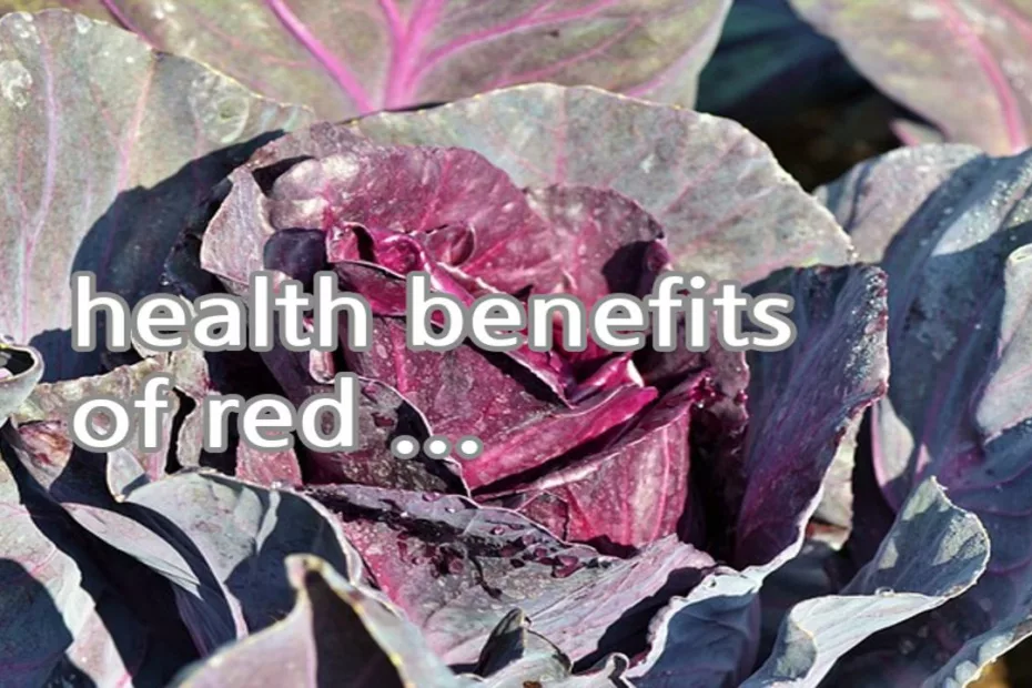 health benefits of red cabbage