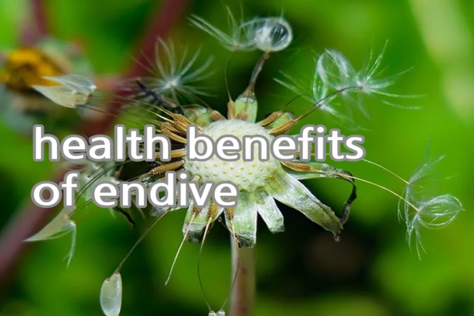 health benefits of endive