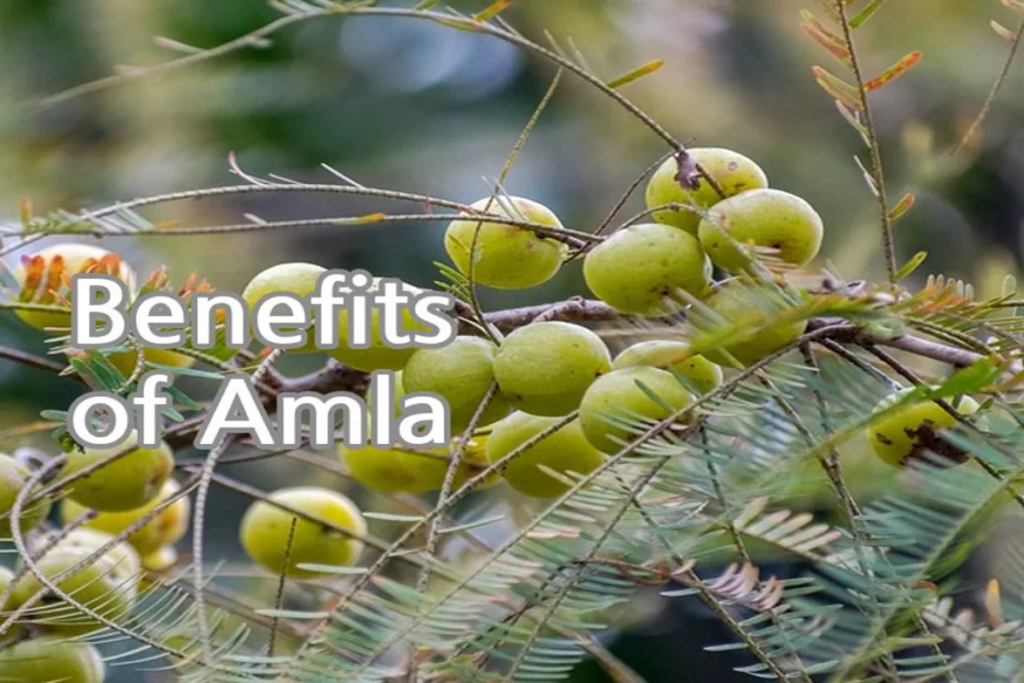 Benefits of Amla