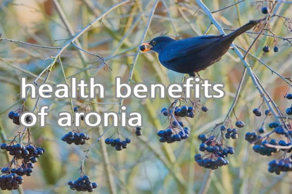 health benefits of aronia